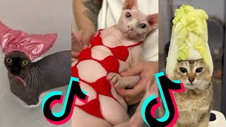 BRUSCHIMICHIS😹💗 1 hora de risa🐈💕! // #bruschimichis #humor