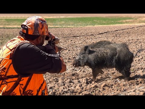 GIANT STRONG BOAR Hunts, INCREDIBLE Rifle Shots, Epic DRONE Chase #hunting #hog