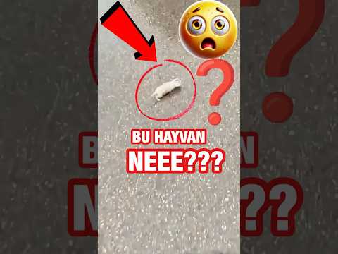 🙋🏻♂️Adamın beslediği kedi farklı bir hayvan çıktı.😱🐈🐅