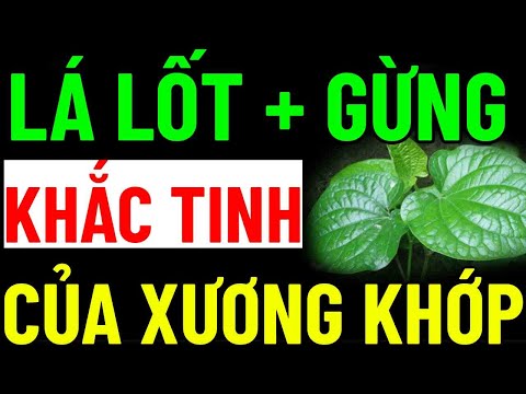 Chuyện Gì Xảy Ra Khi Ăn Lá Lốt Cùng Gừng - TÁC DỤNG GẤP BỘI