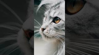 Shot on Sony FE100mm F/2.8 GM Marco#sony #sonygmaster #marco