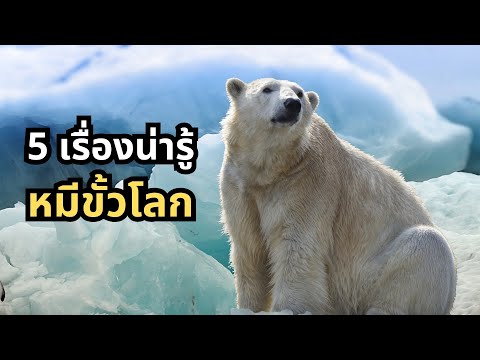 5เรื่องน่ารู้หมีขั้วโลกPolarBear