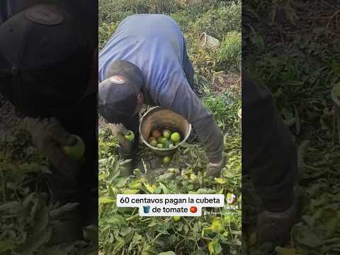 60 centavos pagan la cubeta 🍅#agriculture #farming #subscribe #usa #viral #florida #fruit #fyp