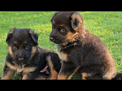 💋КТО КРАСИВЕЕ ⁉️ Щенки Немецкой овчарки Одесса 2025