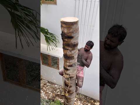 8610339350 Nagercoil tree cutter #chainsaw #treecutter #tree #treeservice