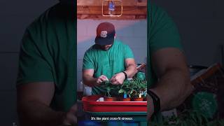 Let the Journey from Sprout to Fire Begin 🌱  #germination  #topping #gardeningtips #timelapse