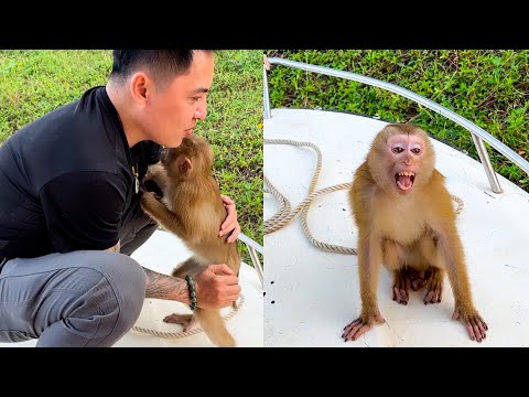 Touching! Monkey Kaka wants to follow her Dad back home