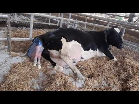 How a Cow Gives Birth to a Baby [live]