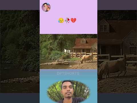 गाय को निगल गया मगरमच्छ🥀💔😭 | MOTIVATIONAL VIDEO #shorts #trend