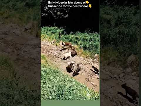 DOGS SAVED SHEEP FROM BEAR 🔥 #animals #nature #youtubeshorts #shorts #short #youtube #youtuber #fyp