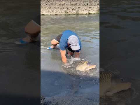 Giant Carp