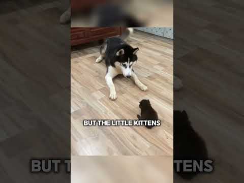This dog just wanted to be friends with the kittens, but they didn’t understand 😂
