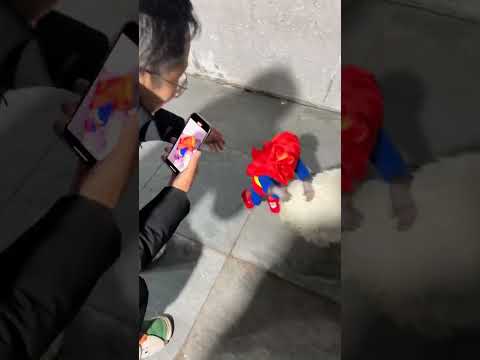 Super six haha ​​little monkey, confusing behavior of animals, cute pets, zoo