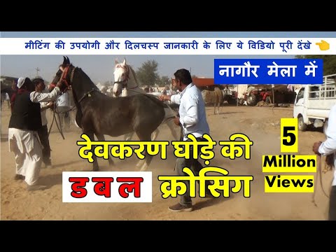 Ghoda Ghodi ki mating video with Horse Breeding Information देवकरण घोड़े की डबल कवरिंग  Horse Videos