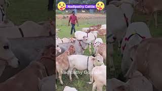 Cute Nadipathy cows😍#shorts #viral #yt #miniature #reels #tiktok #cute #cow #trend #srikrishna