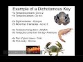 Understanding Dichotomous Keys