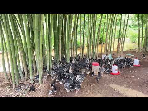 From Hatchlings to Flock: Growing Strong by controlling temperature