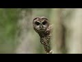 Understanding Owls: Conservation and Communication