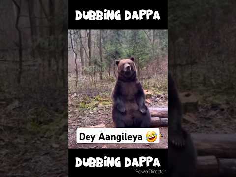 Dey Aangileya 🤣 #funny #shorts #comedy #shortsfeed #bear #funnyanimals #animals #pets #funnyvideos