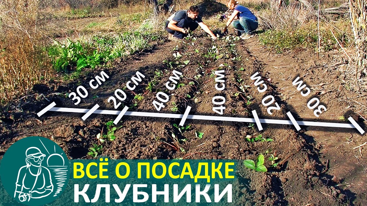 Всё о посадке клубники по технологии гордеевых