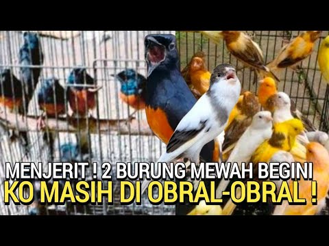 GAWAT ! HARGA BURUNG PASARAN KENARI DAN MURAI BATU APAKAH BAKAL KAYA BURUNG LOVEBIRD