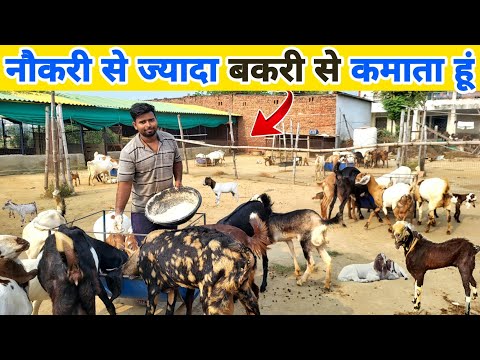 सरकारी नौकरी से ज्यादा बकरी पालन से कमाता हूं | Successful goat farmer