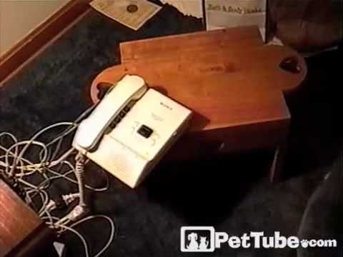 Kitty Will Simply NOT Answer The Phone!
