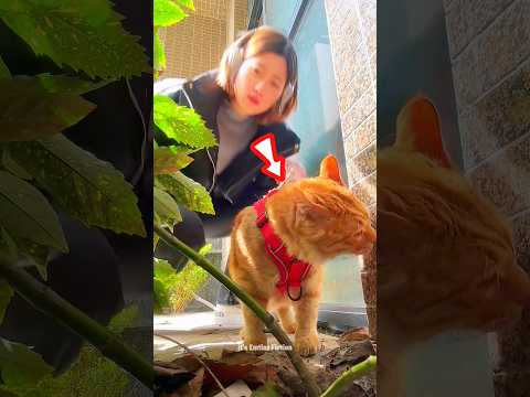 Spend hours searching for incredible cats #shortsvideo