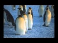 Emperor Penguins: Adaptations and Survival