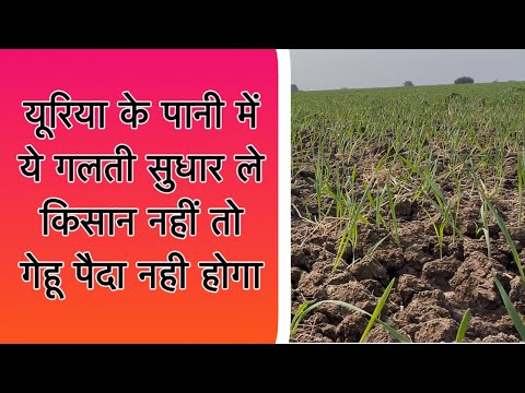 Gehu ki kheti // गेहू की खेती में सुधार का आखरी मौका अगर हो सके तो कर लो