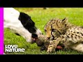Unlikely Animal Friendships