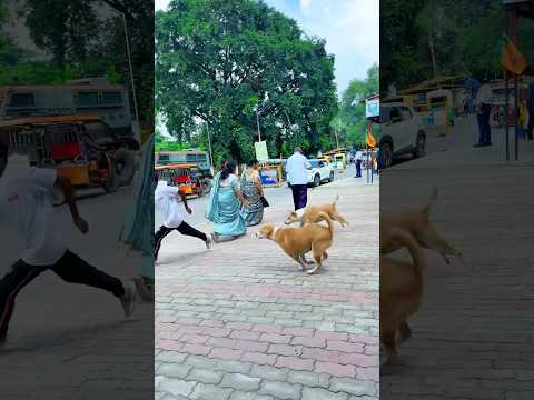 Dog🐶friendship speaks louder than words😭#viraljump #talentedboystunt #dogapparel #funny