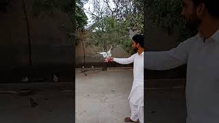 pigeon love