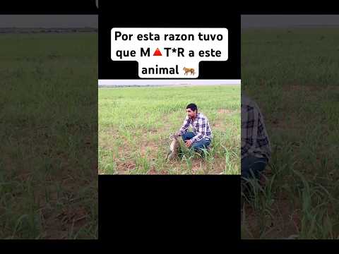 Este animal es un problema del rancho🐓 🐅crd:TorinRanchero🎥yt #farmer #ranchlife #animals