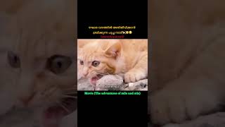 A cat trying to survive in the dangerous forest🌳🐱🐈‍⬛