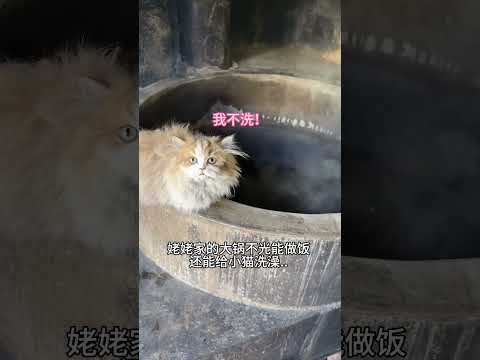【#雪球日记】小猫:姥姥这水怎么越洗越烫? #猫咪的迷惑行为