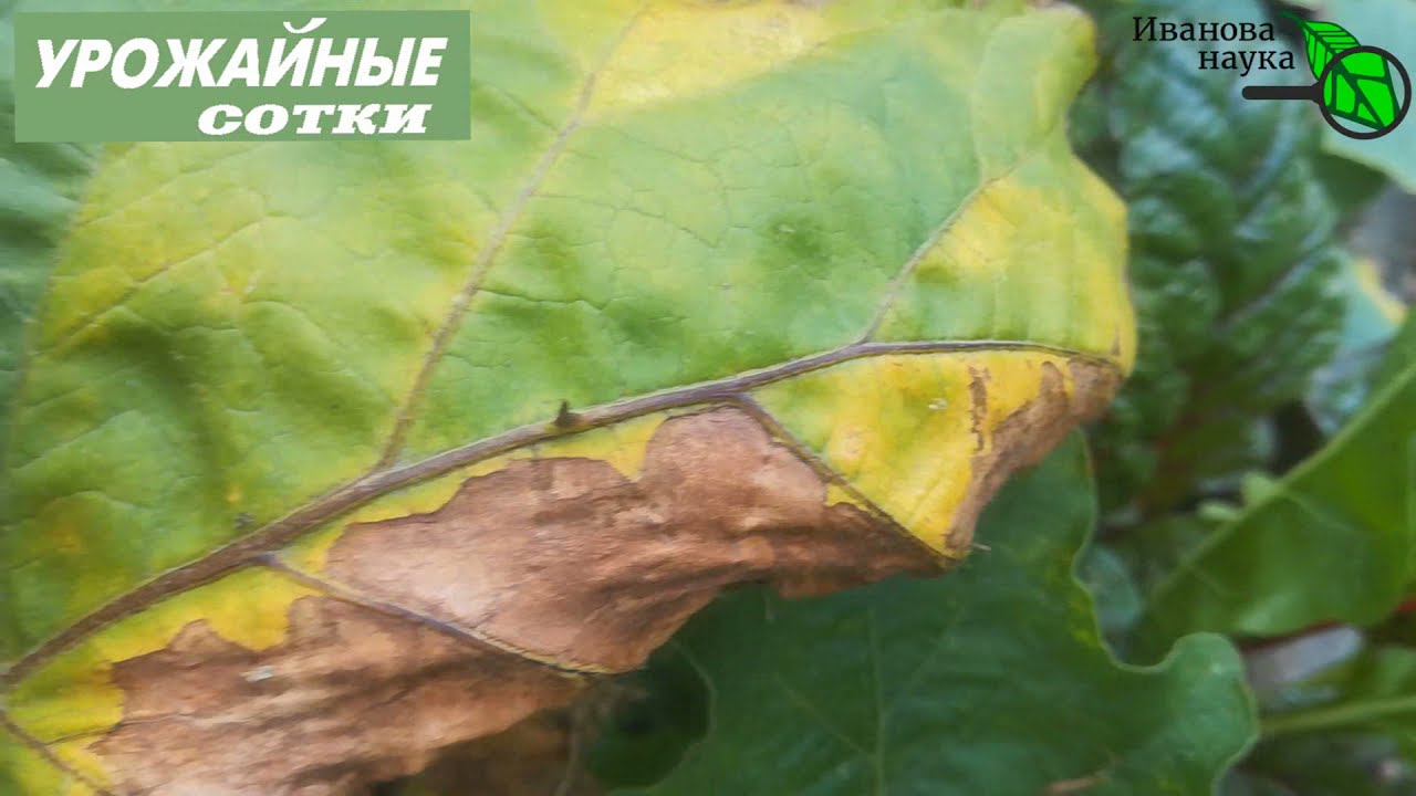 Листья не будут желтеть! Защита баклажана, перца и томата от увядания и пожелтения вертицилллеза