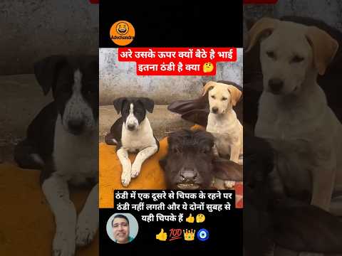 डोगेश किंग 👍 👑#viral #funny #trending #short #shortvideo #radhakrishna #youtubeshorts