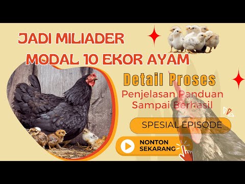 Jadi Miliarder Modal 10 Ekor Ayam Tips Lengkapnya #bayudiningrat #bayusehatmandiri