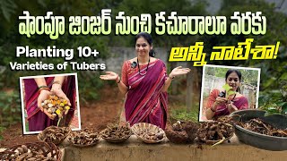 వర్షాకాలంలో తప్పక నాటాల్సిన 10+ దుంపలు! / Rhizomes@MADGARDENER  