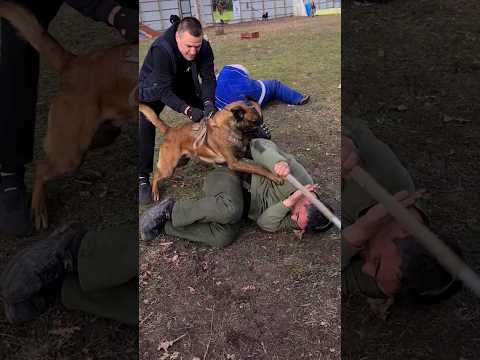💥Cool Malinois Hard. #STRAZHODESSA Dog training. Odessa 2024.