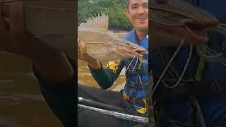 esse foi apresentado ao óleo de soja #fishing #peixesamazonicos #pescaria #peixe