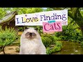 Video for I Love Finding Cats Collector's Edition