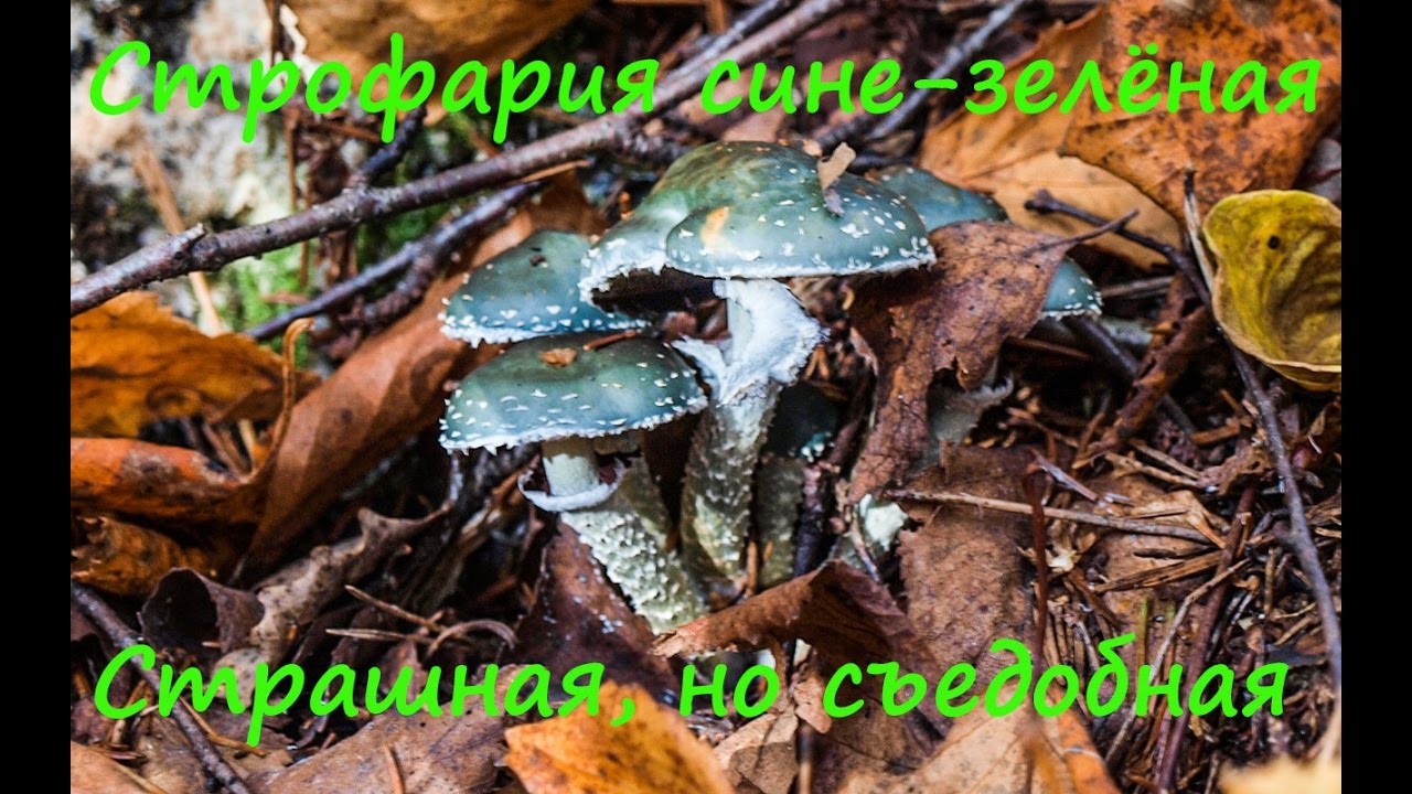 Страшная, но съедобная. Строфария сине-зелёная