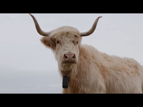 YouTube video thumbnail: Sweden and Denmark Will Soon Legalise Virtual Fencing. What Is it and Is it Safe?