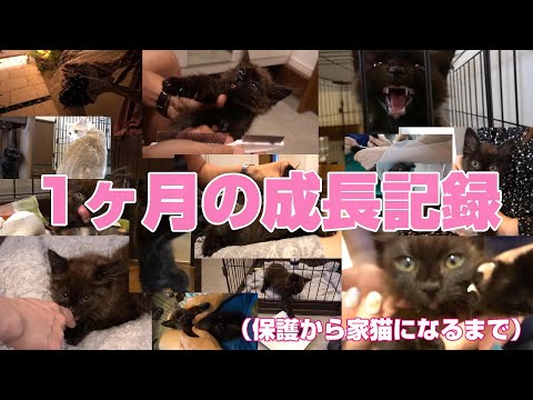 大声で母猫を探して鳴いてた子猫モカ、保護時の成長記録🌸