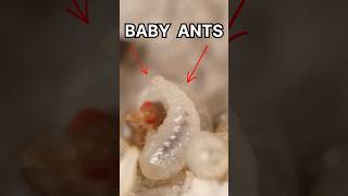 Baby Ants Eating!!🤯