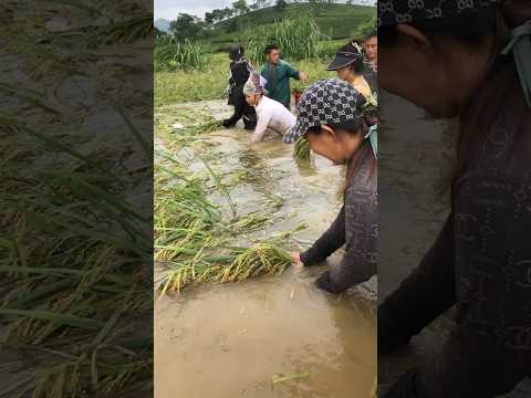 Tất bật gặt lúa mùa lũ