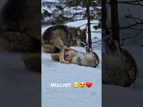 Wolves at Polar park!