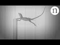 Hurricanes and Lizard Adaptations